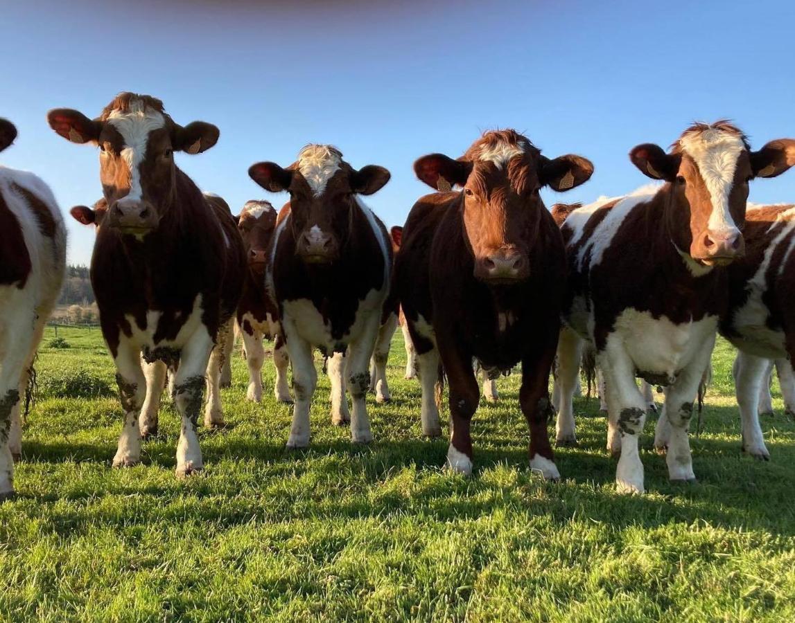 Au Pre Des Alizes - Insolite A La Ferme Des Alizes