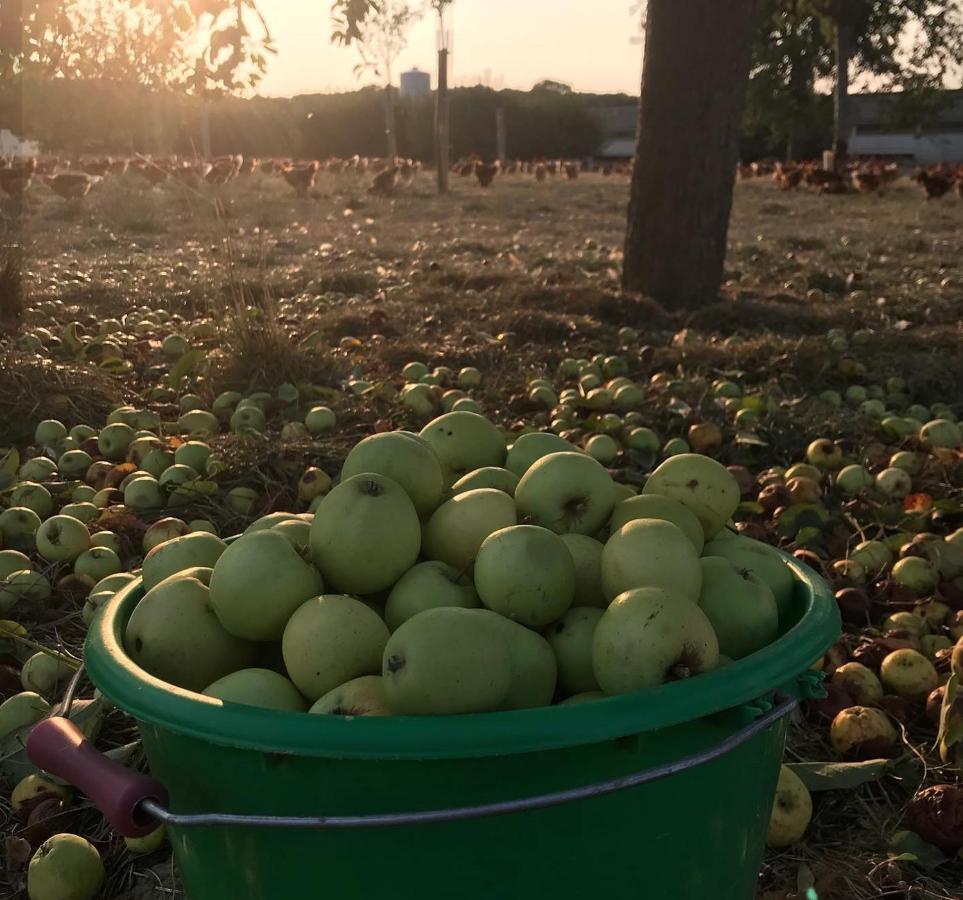 Au Pre Des Alizes - Insolite A La Ferme Des Alizes *